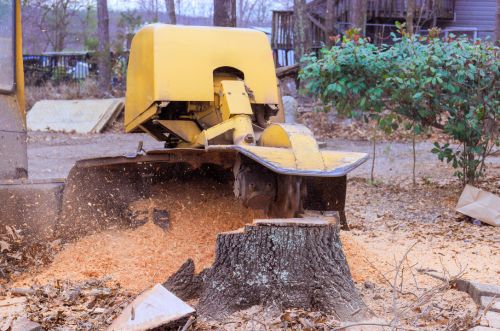 Stump removal service in Minneapolis MN