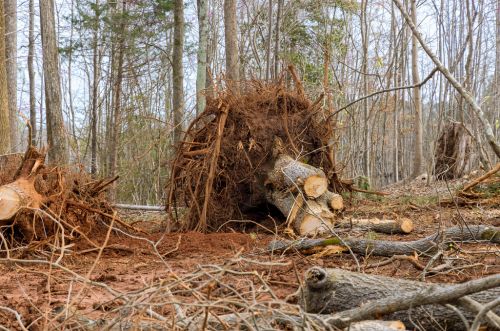 Surface root removal and cleanup in Minneapolis, MN