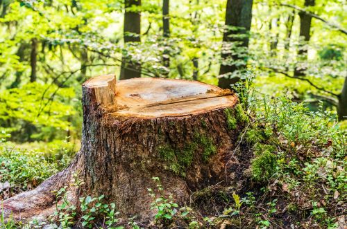Tree stump removal in Minneapolis, MN